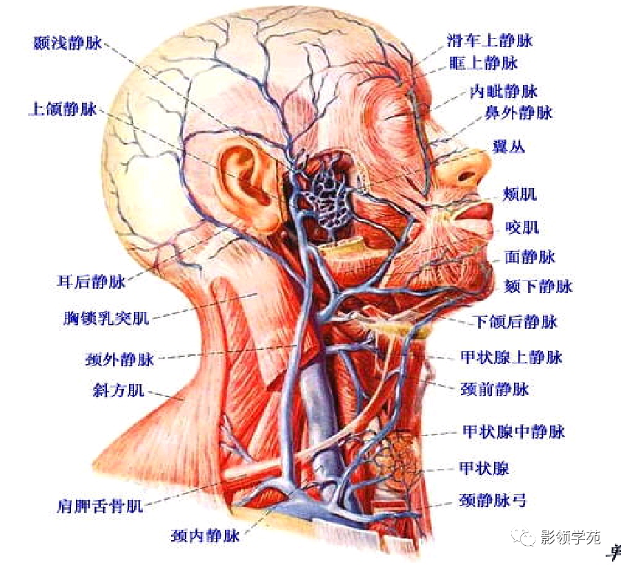 影像PPT - 腮腺及面神经解剖-9 影像PPT - 腮腺及面神经解剖-9