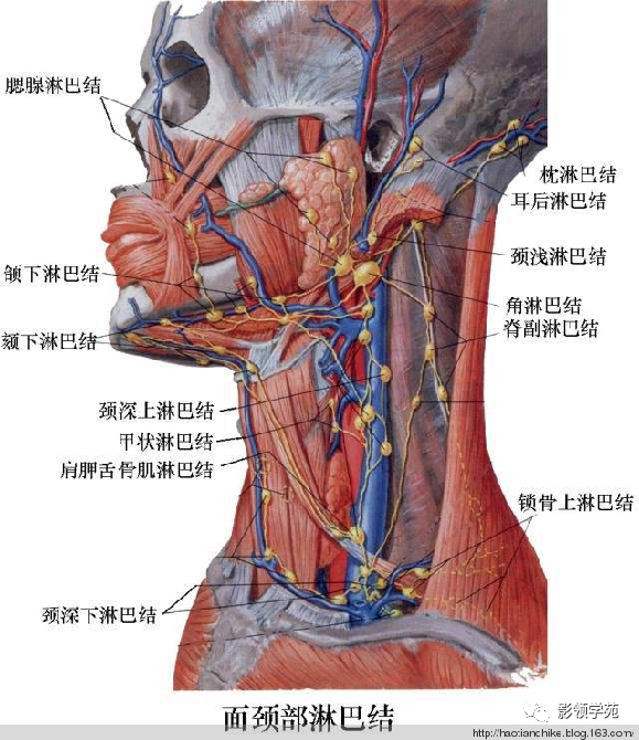 影像PPT - 腮腺及面神经解剖-6 影像PPT - 腮腺及面神经解剖-6