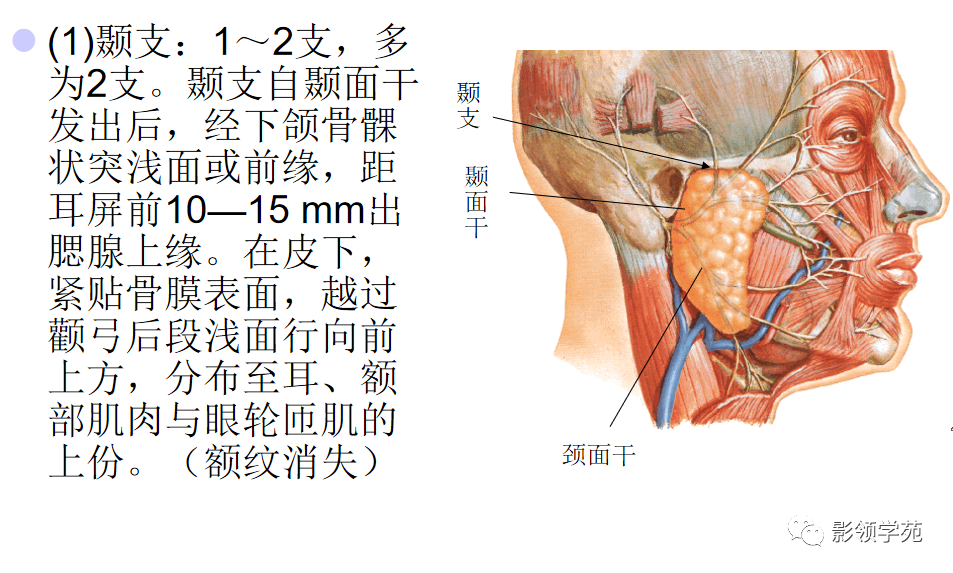 影像PPT - 腮腺及面神经解剖-10 影像PPT - 腮腺及面神经解剖-10