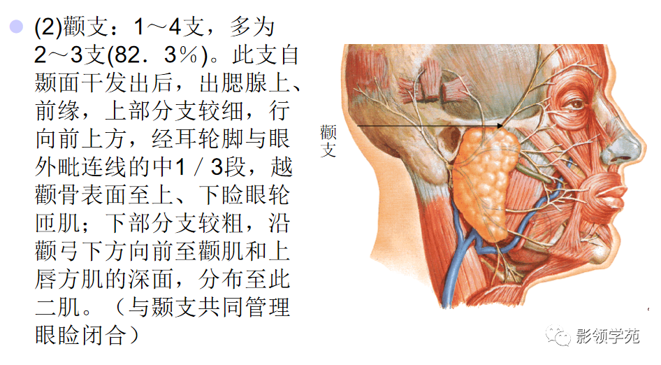 影像PPT - 腮腺及面神经解剖-11 影像PPT - 腮腺及面神经解剖-11