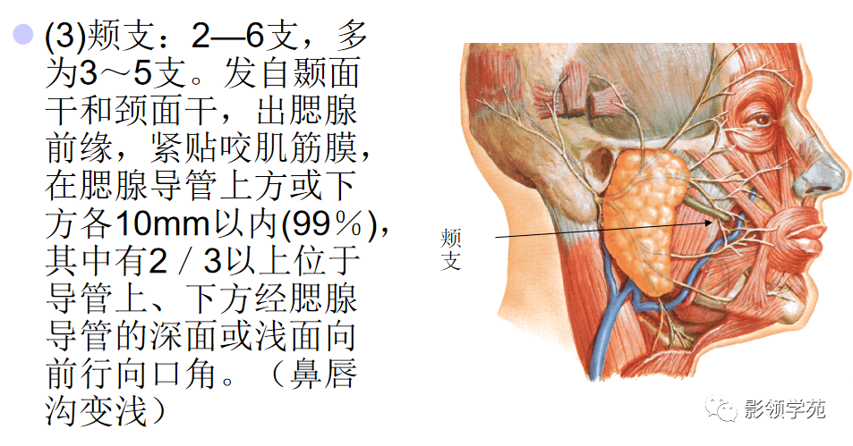 影像PPT - 腮腺及面神经解剖-12 影像PPT - 腮腺及面神经解剖-12