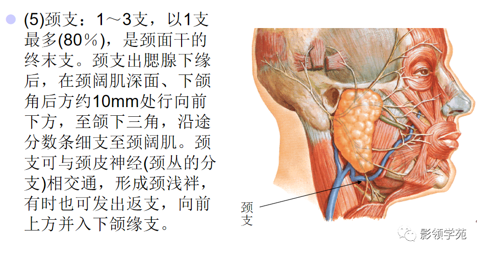影像PPT - 腮腺及面神经解剖-15 影像PPT - 腮腺及面神经解剖-15