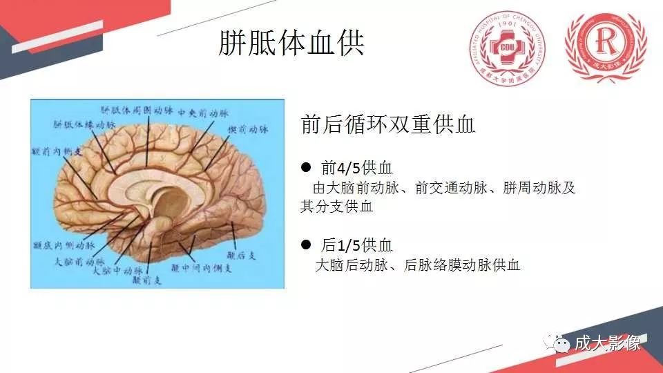 影像PPT - 【PPT】胼胝体病变MRI诊断-26