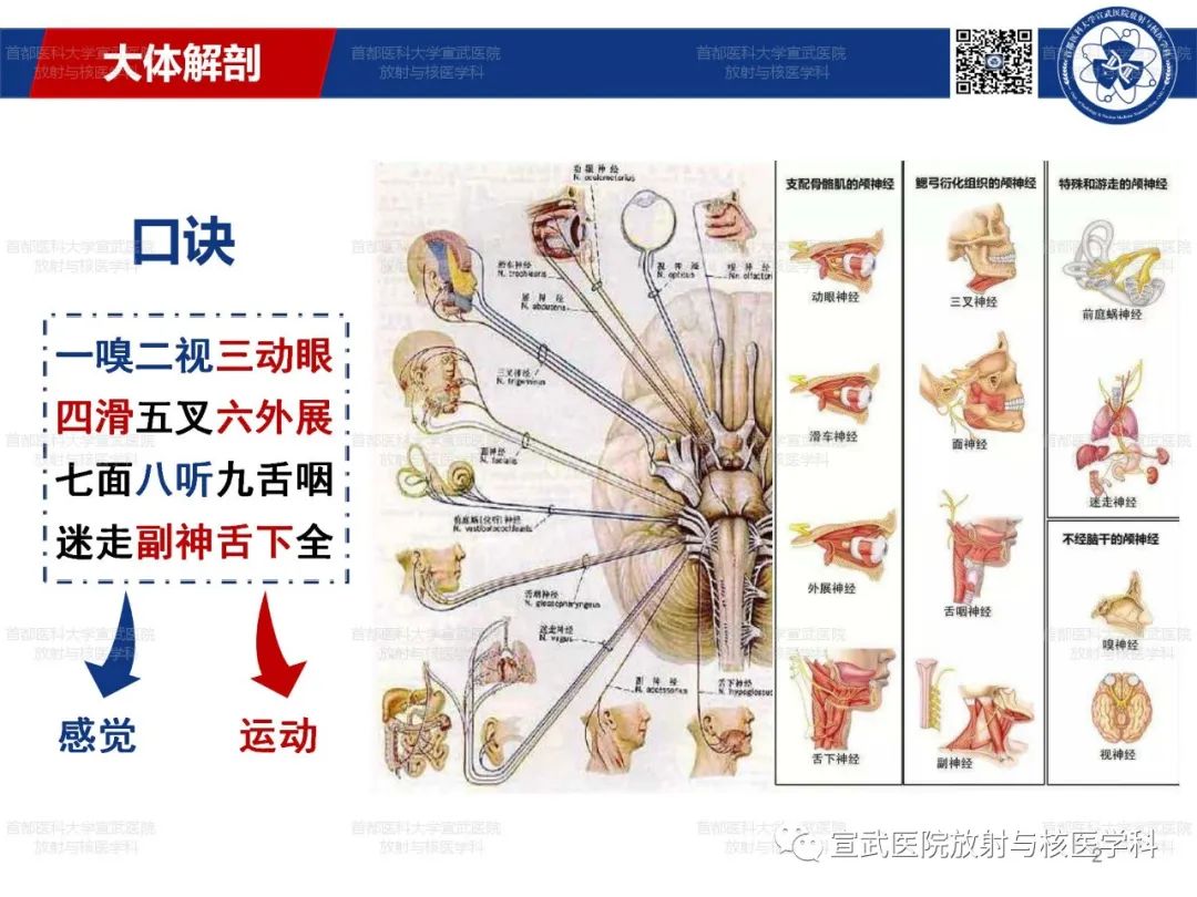 影像PPT - 【PPT】12对颅神经磁共振影像解剖-2