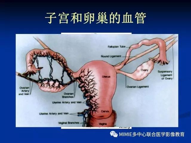 影像PPT - 【PPT】女性生殖系统正常解剖及表现-76