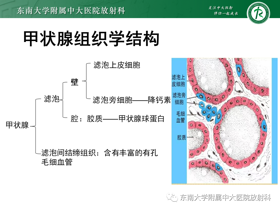 影像PPT - 【PPT】甲状腺乳头状癌的影像诊断-7