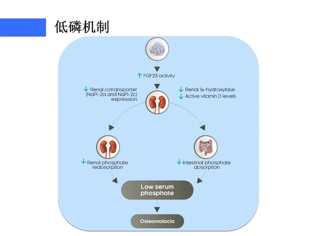 影像PPT - 【病例】磷酸盐尿性间叶性肿瘤1例影像学诊断思路-15