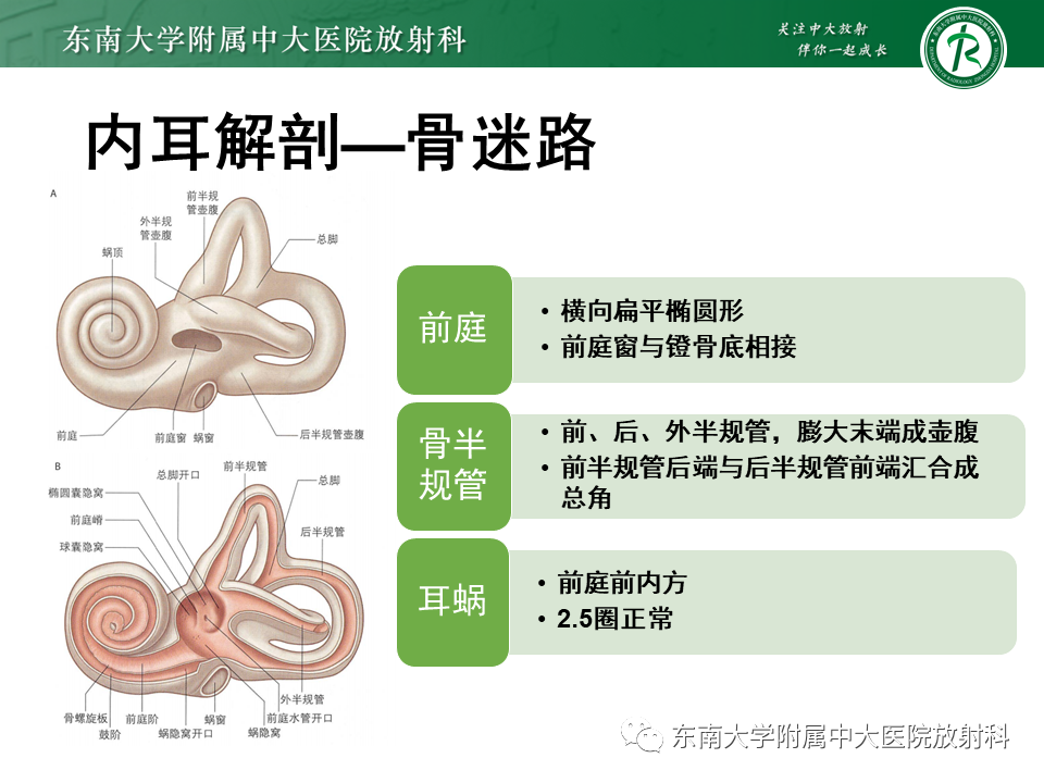 影像PPT - 【PPT】先天性耳发育畸形-12