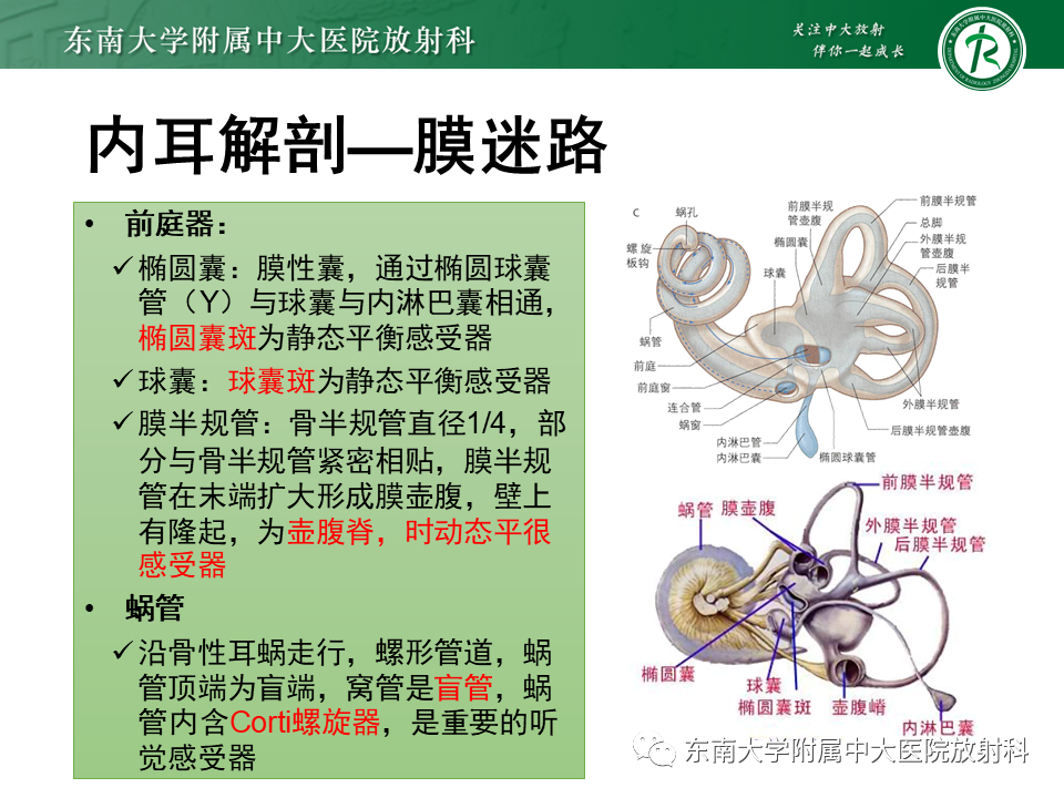 影像PPT - 【PPT】先天性耳发育畸形-13