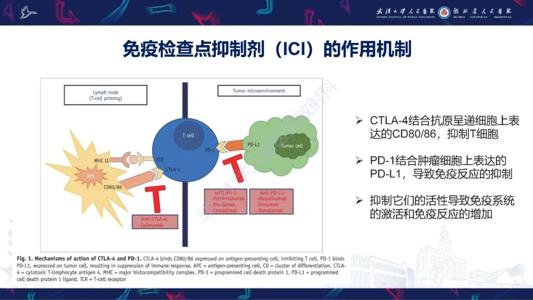 影像PPT - 【PPT】肿瘤免疫治疗疗效及不良事件影像评估-4