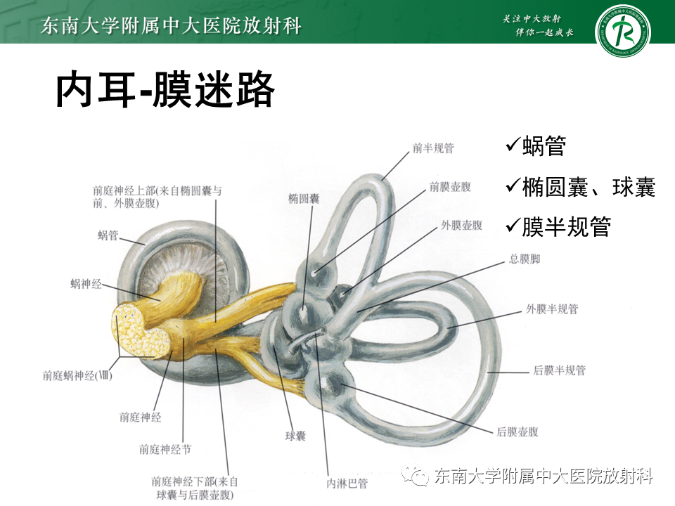 影像PPT - 【PPT】蜗神经发育不良-13 影像PPT - 【PPT】蜗神经发育不良-13