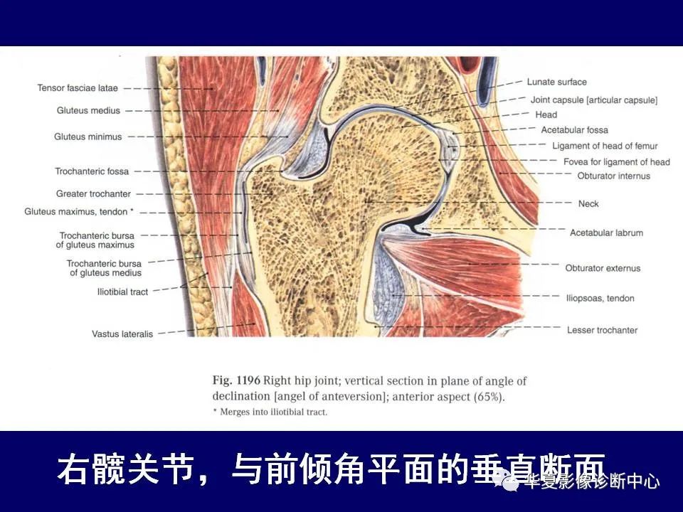 影像PPT - 【PPT】下肢的断层解剖-10