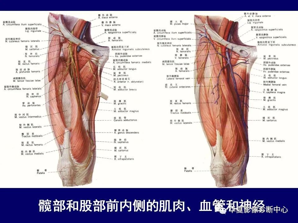 影像PPT - 【PPT】下肢的断层解剖-11