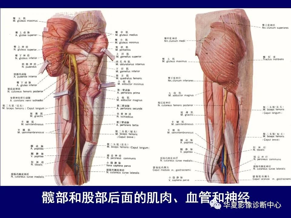 影像PPT - 【PPT】下肢的断层解剖-12
