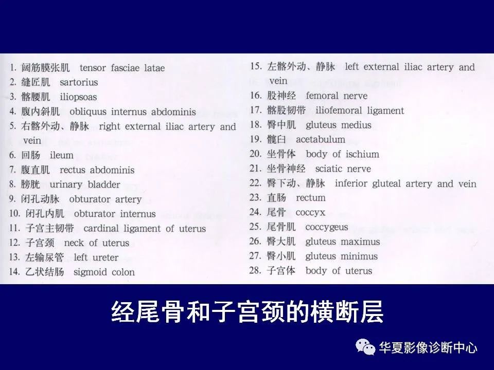 影像PPT - 【PPT】下肢的断层解剖-16