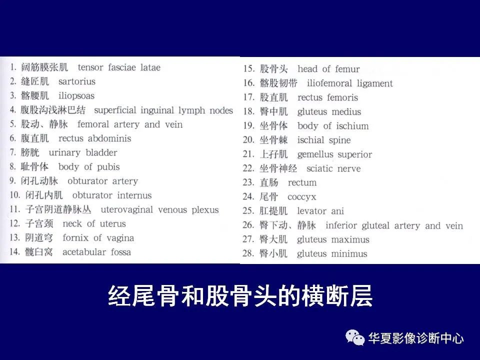 影像PPT - 【PPT】下肢的断层解剖-20