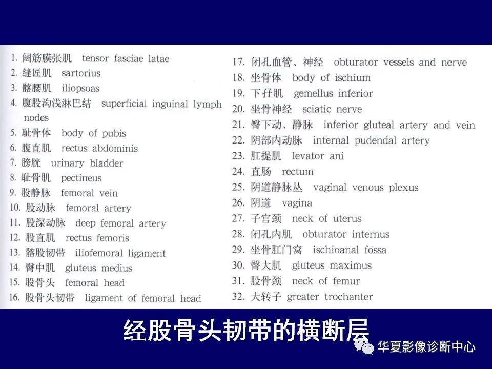 影像PPT - 【PPT】下肢的断层解剖-24