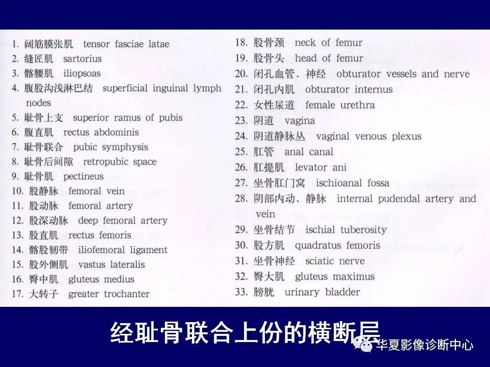 影像PPT - 【PPT】下肢的断层解剖-28