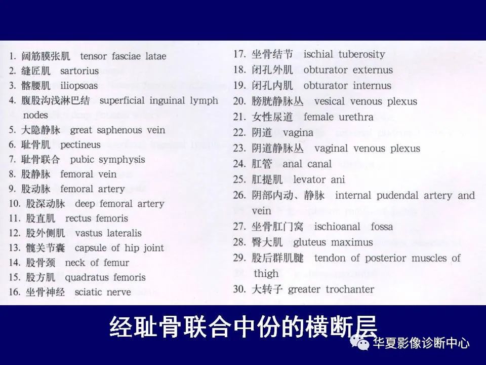 影像PPT - 【PPT】下肢的断层解剖-32