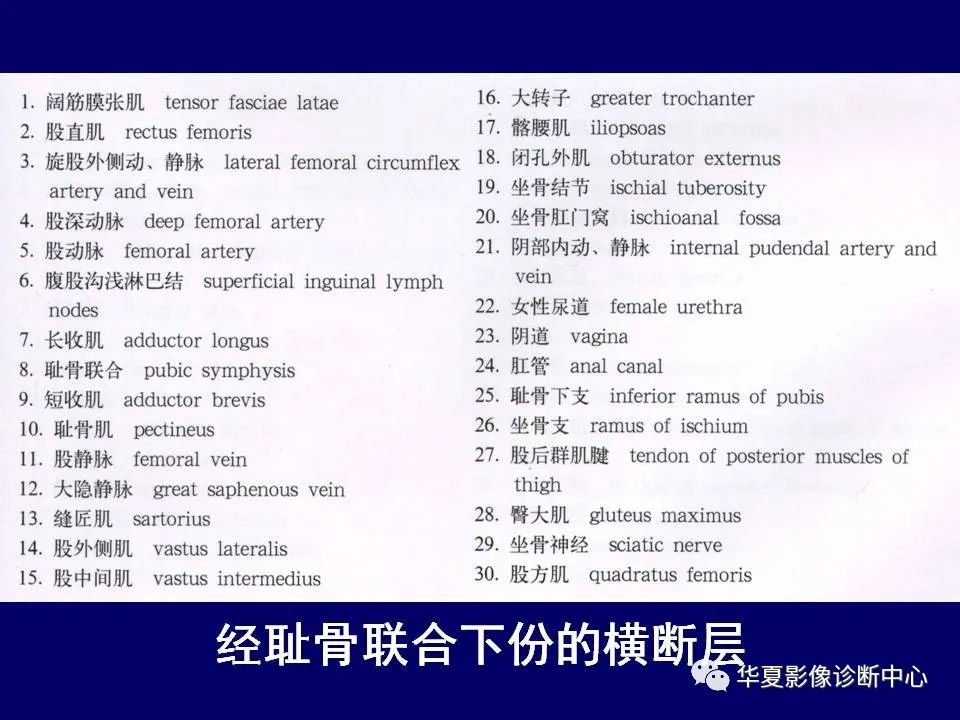 影像PPT - 【PPT】下肢的断层解剖-36