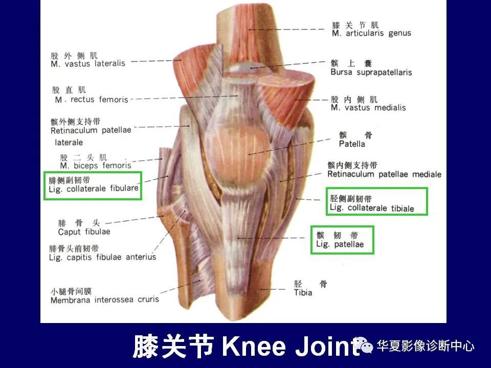 影像PPT - 【PPT】下肢的断层解剖-43