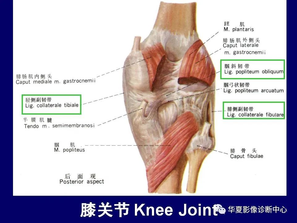 影像PPT - 【PPT】下肢的断层解剖-44