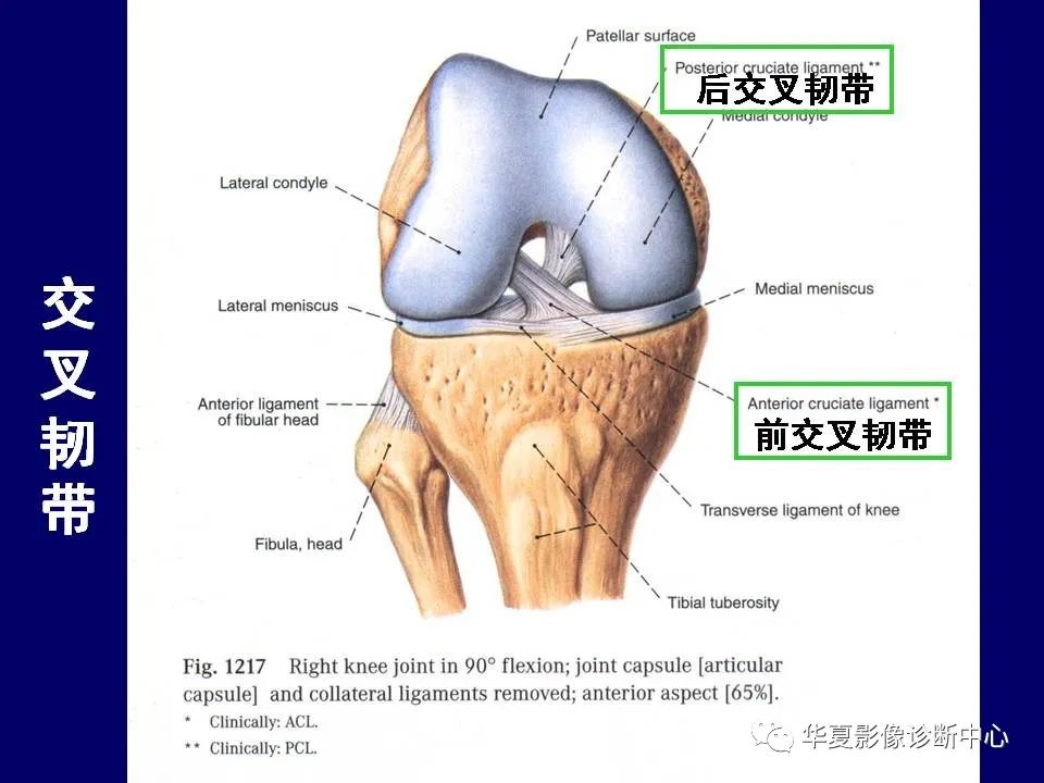 影像PPT - 【PPT】下肢的断层解剖-45
