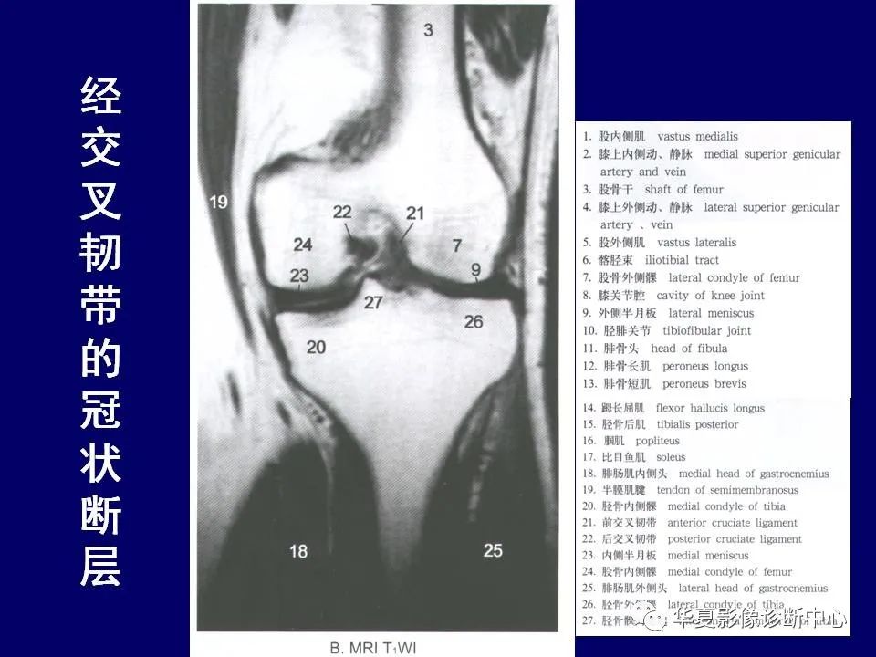 影像PPT - 【PPT】下肢的断层解剖-55