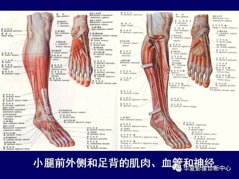 影像PPT - 【PPT】下肢的断层解剖-60