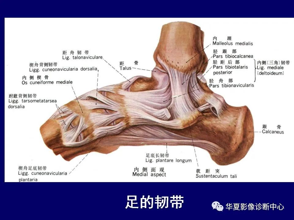 影像PPT - 【PPT】下肢的断层解剖-67