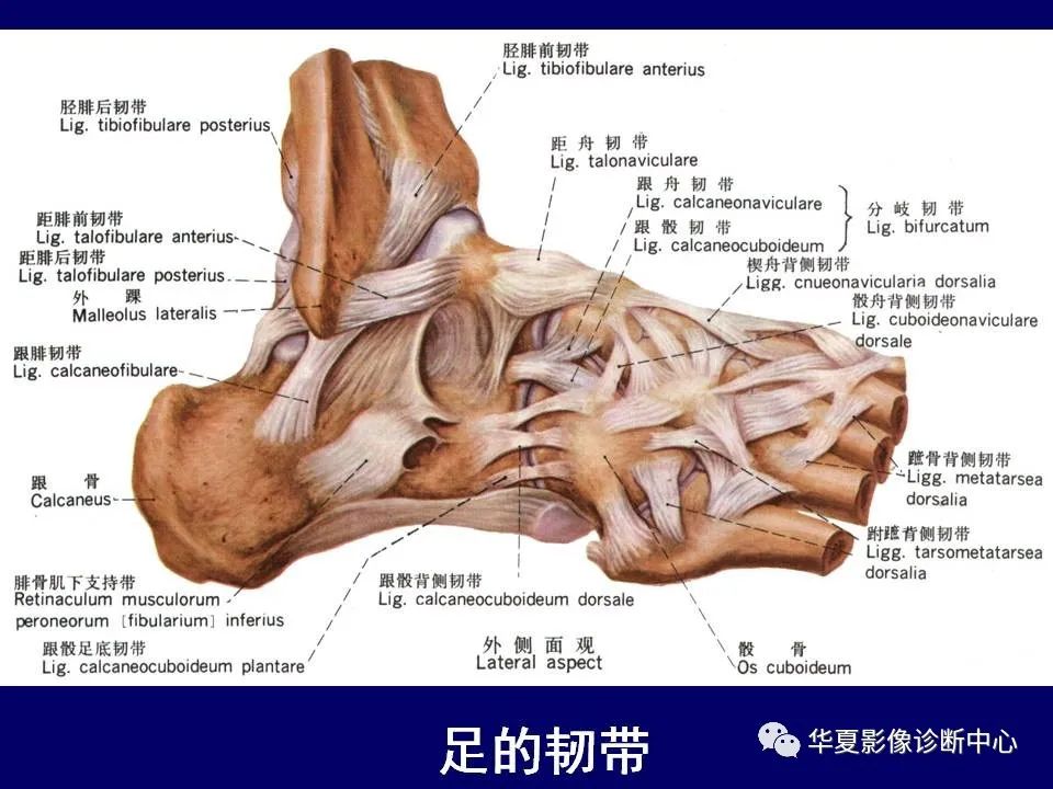 影像PPT - 【PPT】下肢的断层解剖-68