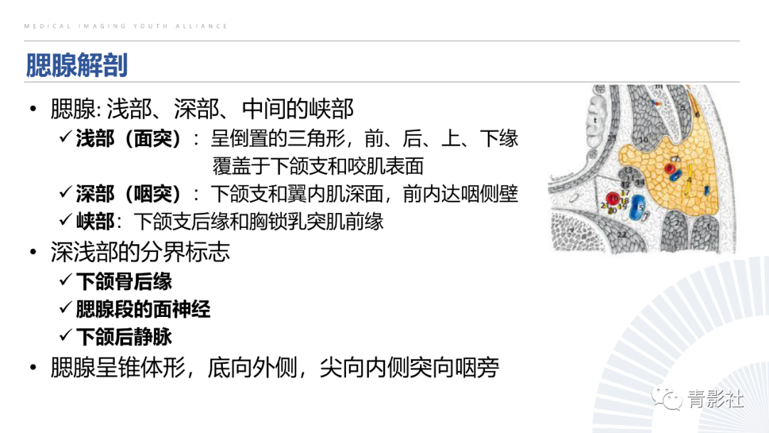 影像PPT - 【PPT】腮腺肿瘤的MRI诊断思路-4