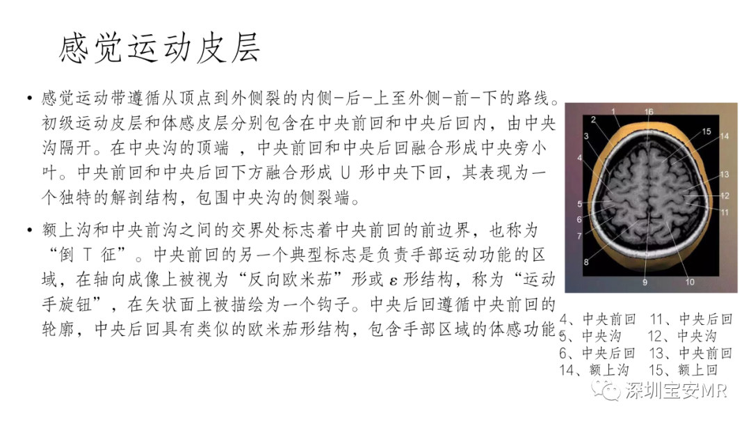 影像PPT - 【PPT】脑功能成像解剖-3