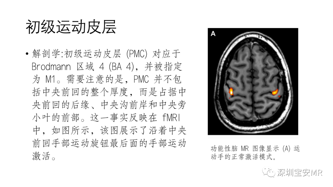 影像PPT - 【PPT】脑功能成像解剖-5