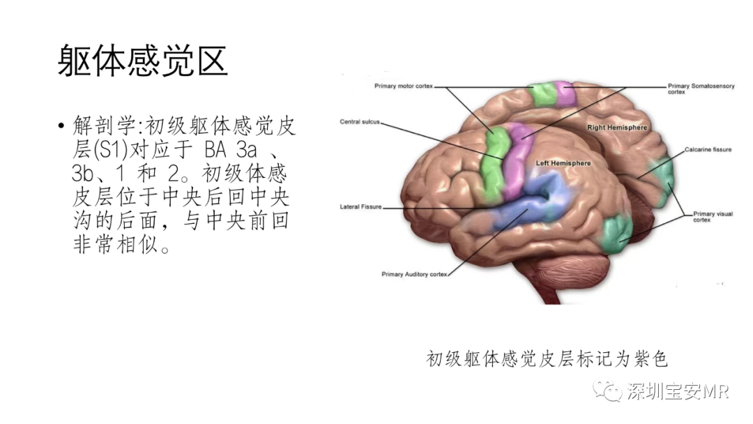 影像PPT - 【PPT】脑功能成像解剖-13