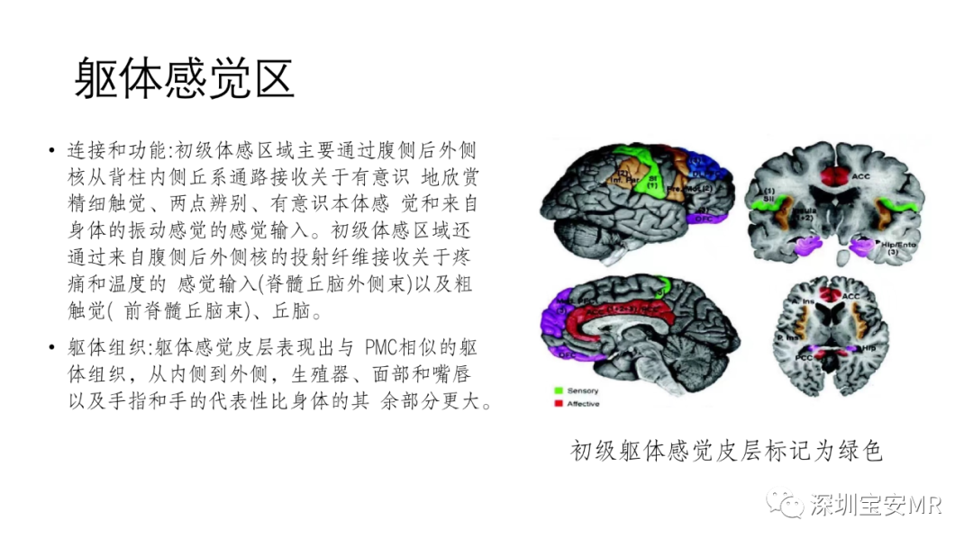 影像PPT - 【PPT】脑功能成像解剖-14