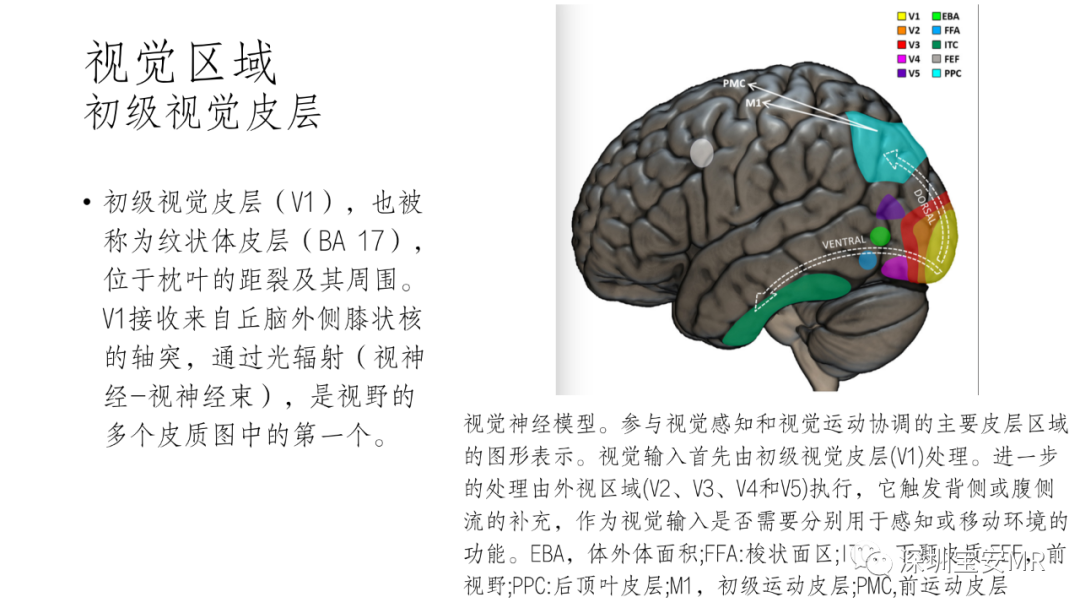 影像PPT - 【PPT】脑功能成像解剖-33