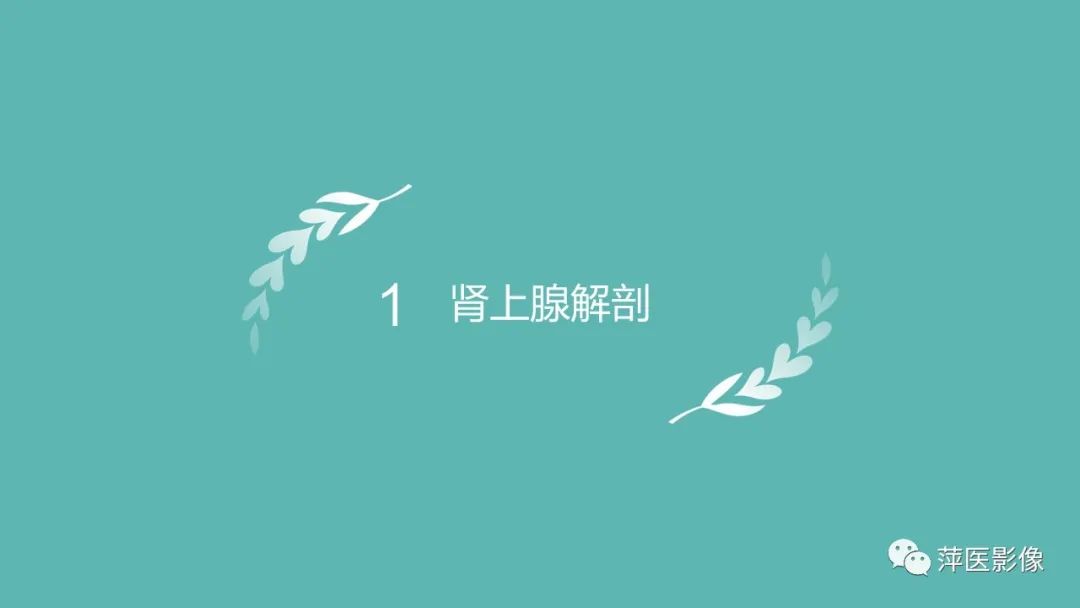 影像PPT - 【PPT】肾上腺嗜铬细胞瘤及肾上腺占位性病变-3