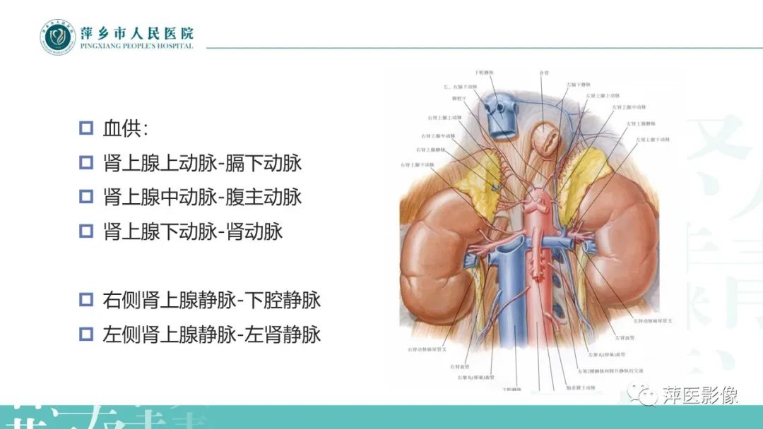 影像PPT - 【PPT】肾上腺嗜铬细胞瘤及肾上腺占位性病变-7