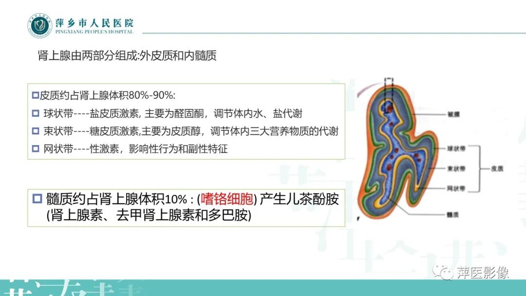 影像PPT - 【PPT】肾上腺嗜铬细胞瘤及肾上腺占位性病变-8
