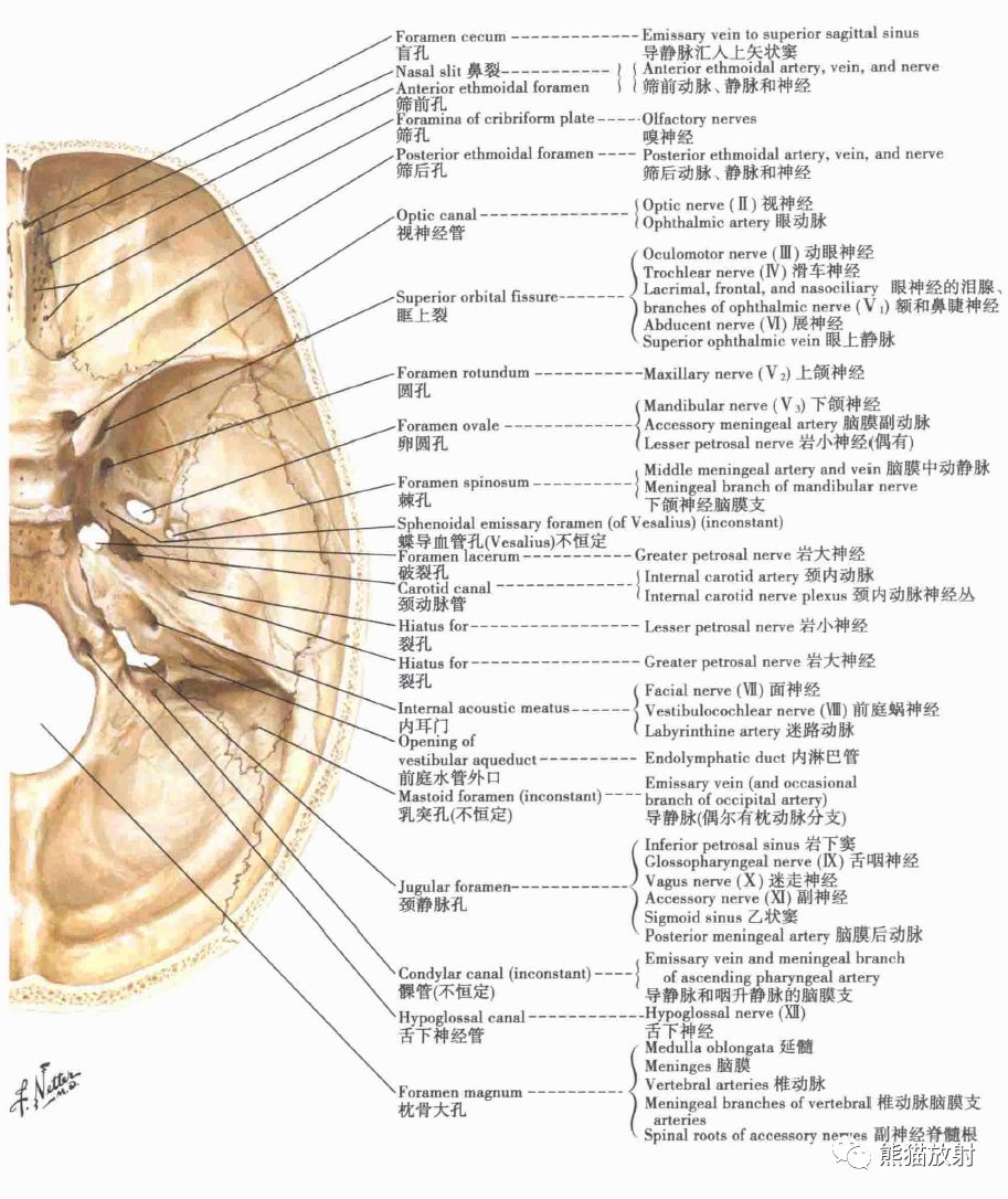 影像PPT - 蝶骨大翼解剖及相关疾病-7 影像PPT - 蝶骨大翼解剖及相关疾病-7