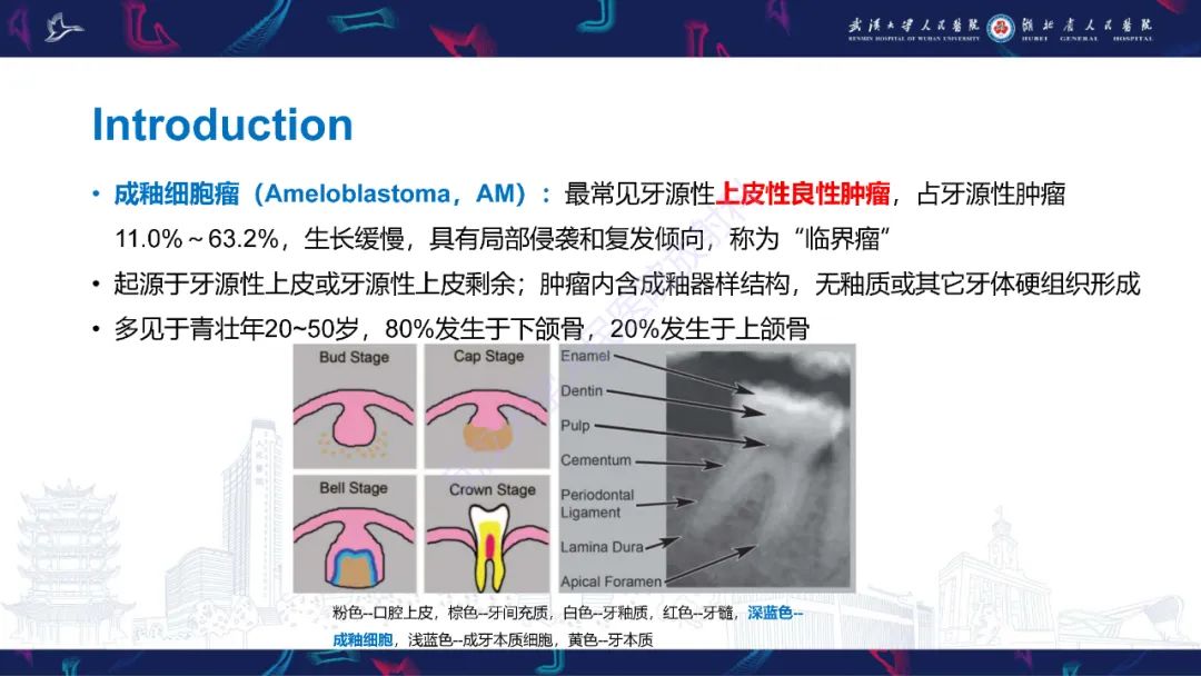 影像PPT - 【PPT】成釉细胞瘤影像诊断-8