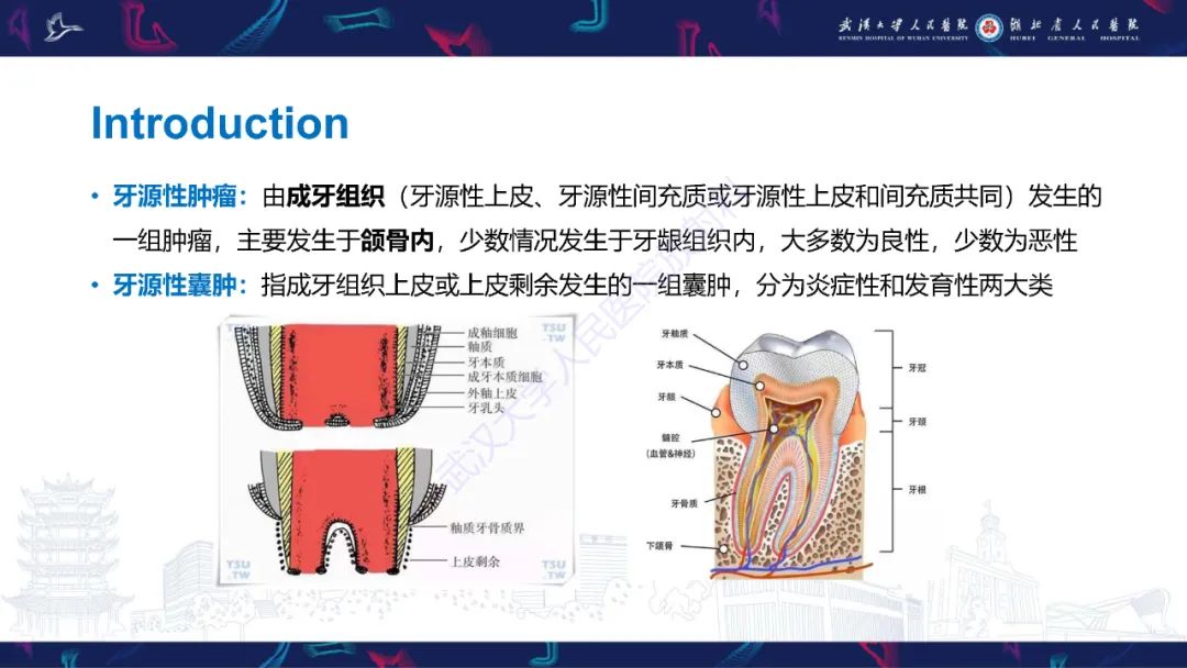 影像PPT - 【PPT】成釉细胞瘤影像诊断-9