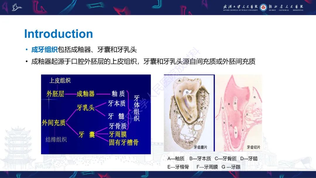 影像PPT - 【PPT】成釉细胞瘤影像诊断-10