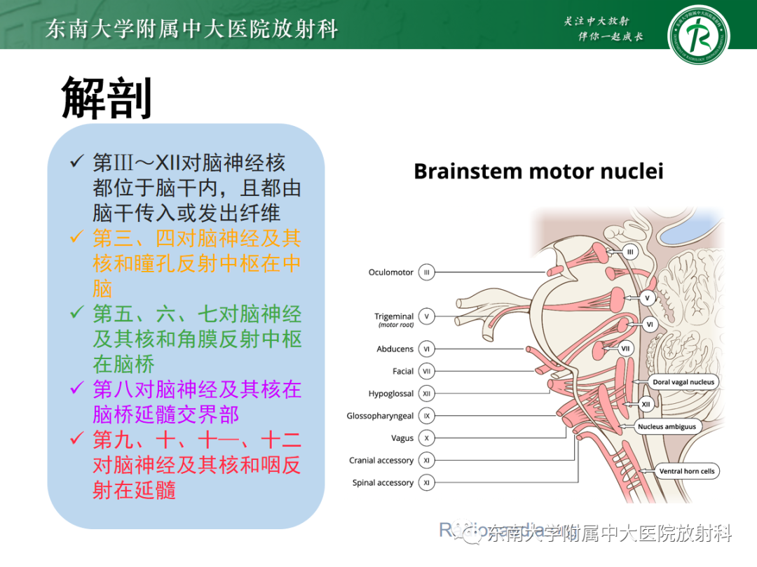 影像PPT - 【PPT】肥大性下橄榄核变性-5