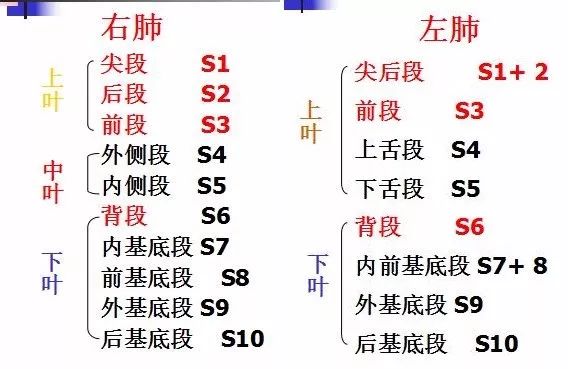影像PPT - 支气管CT解剖-1 影像PPT - 支气管CT解剖-1