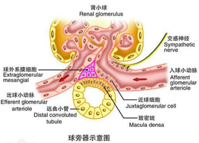 影像PPT - 【病例】肾球旁细胞瘤1例CT影像-3 影像PPT - 【病例】肾球旁细胞瘤1例CT影像-3