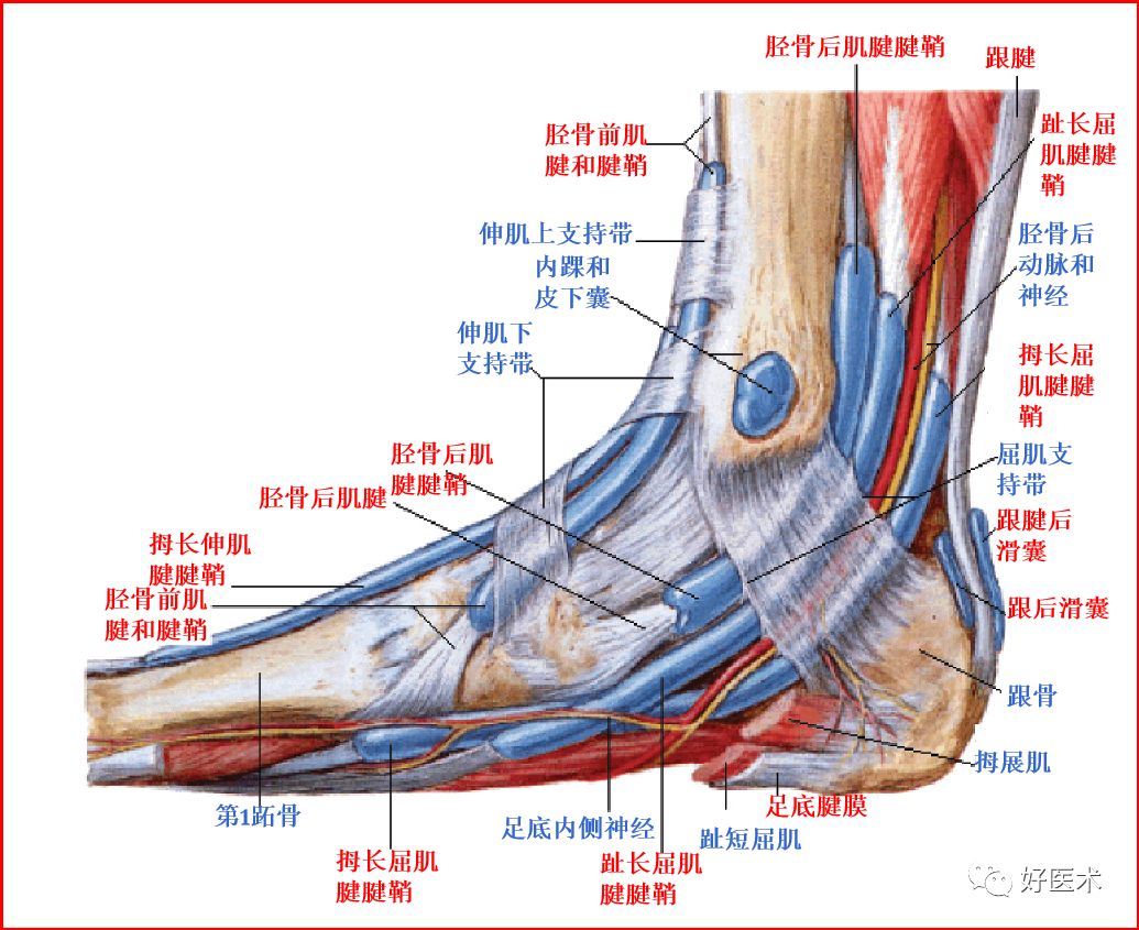 影像PPT - 踝关节MRI解剖与常见病变-5 影像PPT - 踝关节MRI解剖与常见病变-5
