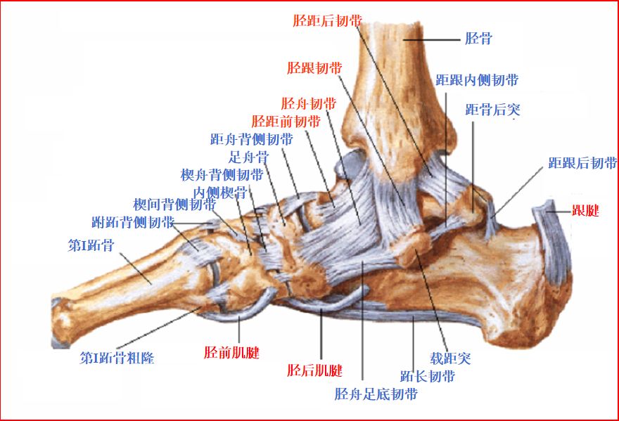 影像PPT - 踝关节MRI解剖与常见病变-3 影像PPT - 踝关节MRI解剖与常见病变-3
