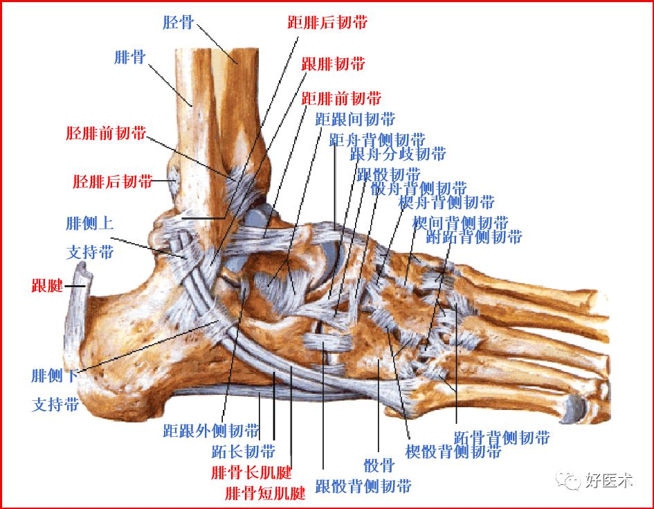 影像PPT - 踝关节MRI解剖与常见病变-2 影像PPT - 踝关节MRI解剖与常见病变-2